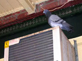 Bird Control Melbourne
