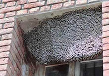 Wasps and Bees Control Melbourne