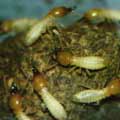Termite Pest Control