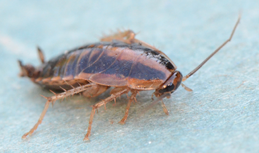 cockroach pest control